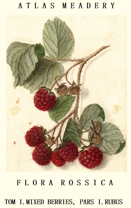 Фото Flora Rossica - Rubus